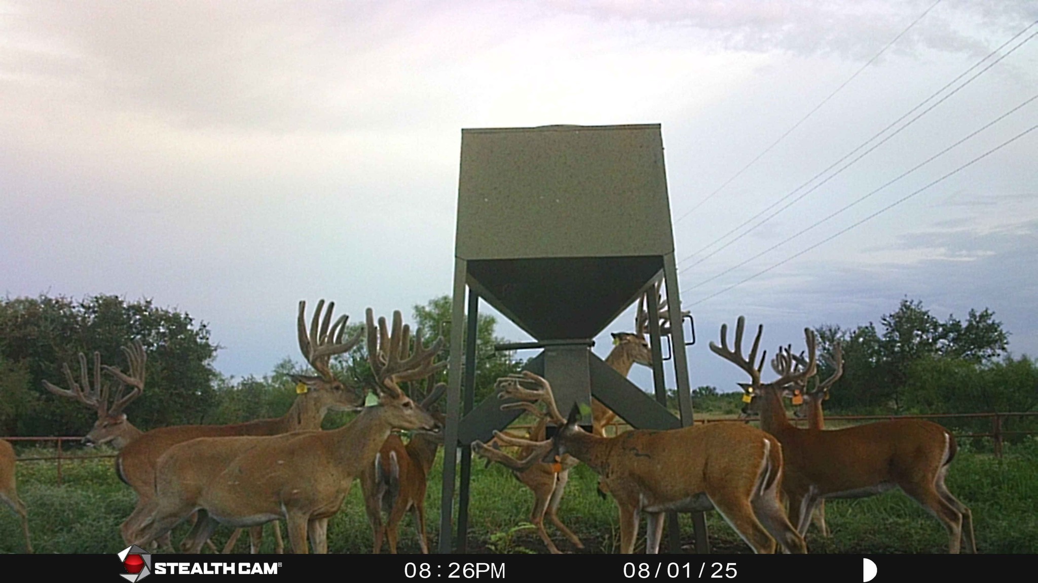 Lucky Draw Ranch | Menard TX