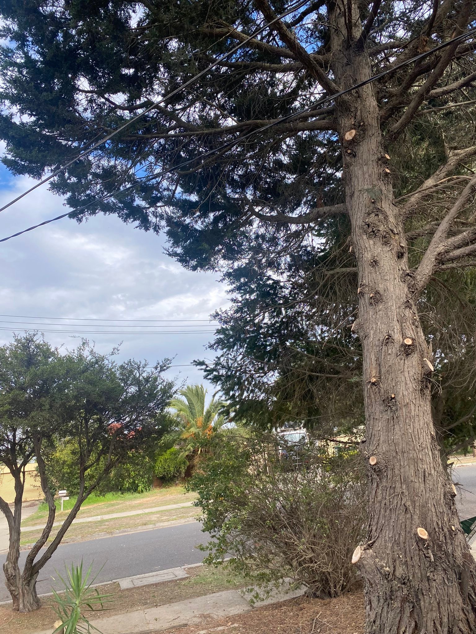Royal Tree Services