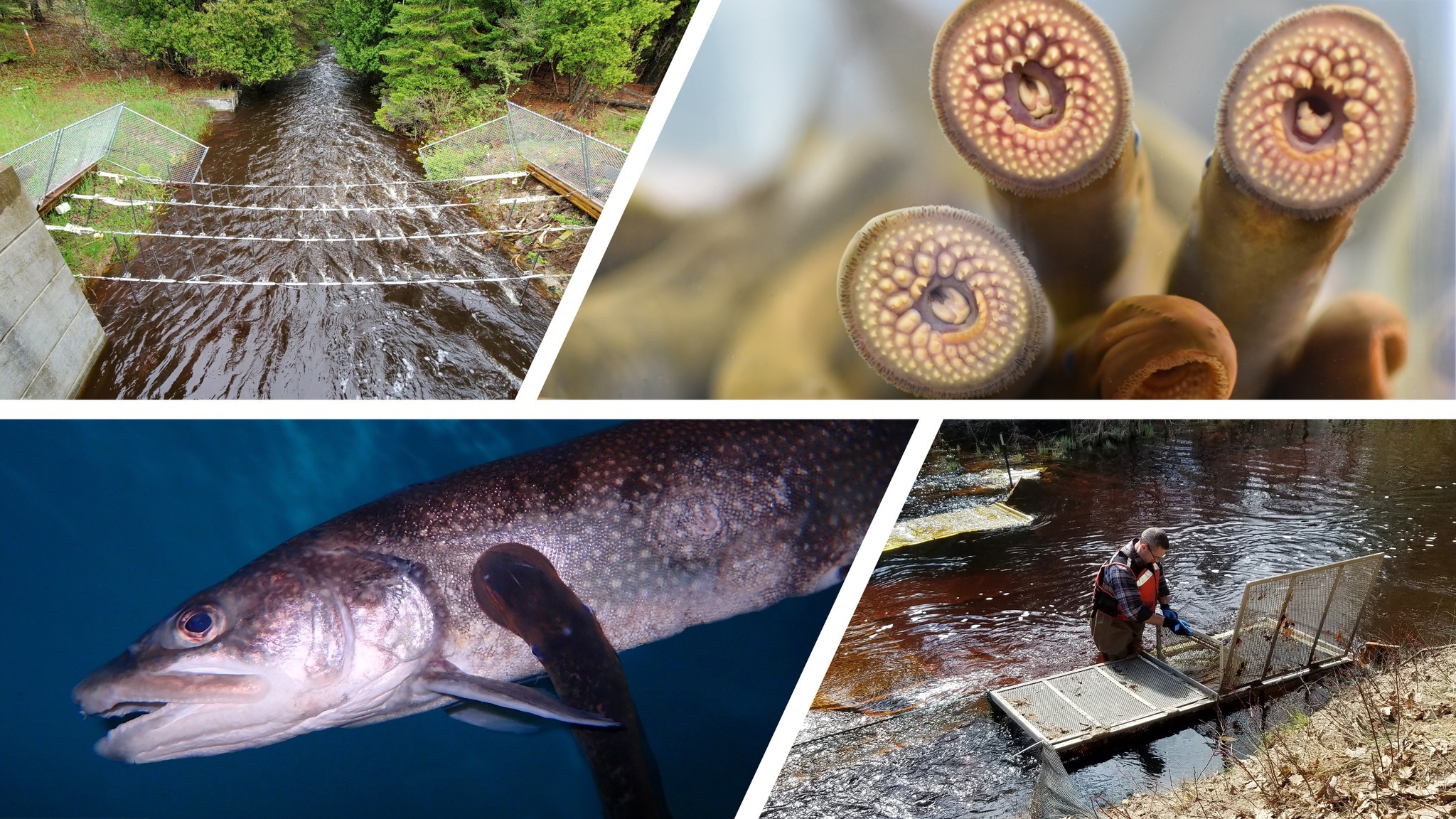we-are-excited-to-great-lakes-fishery-commission-facebook