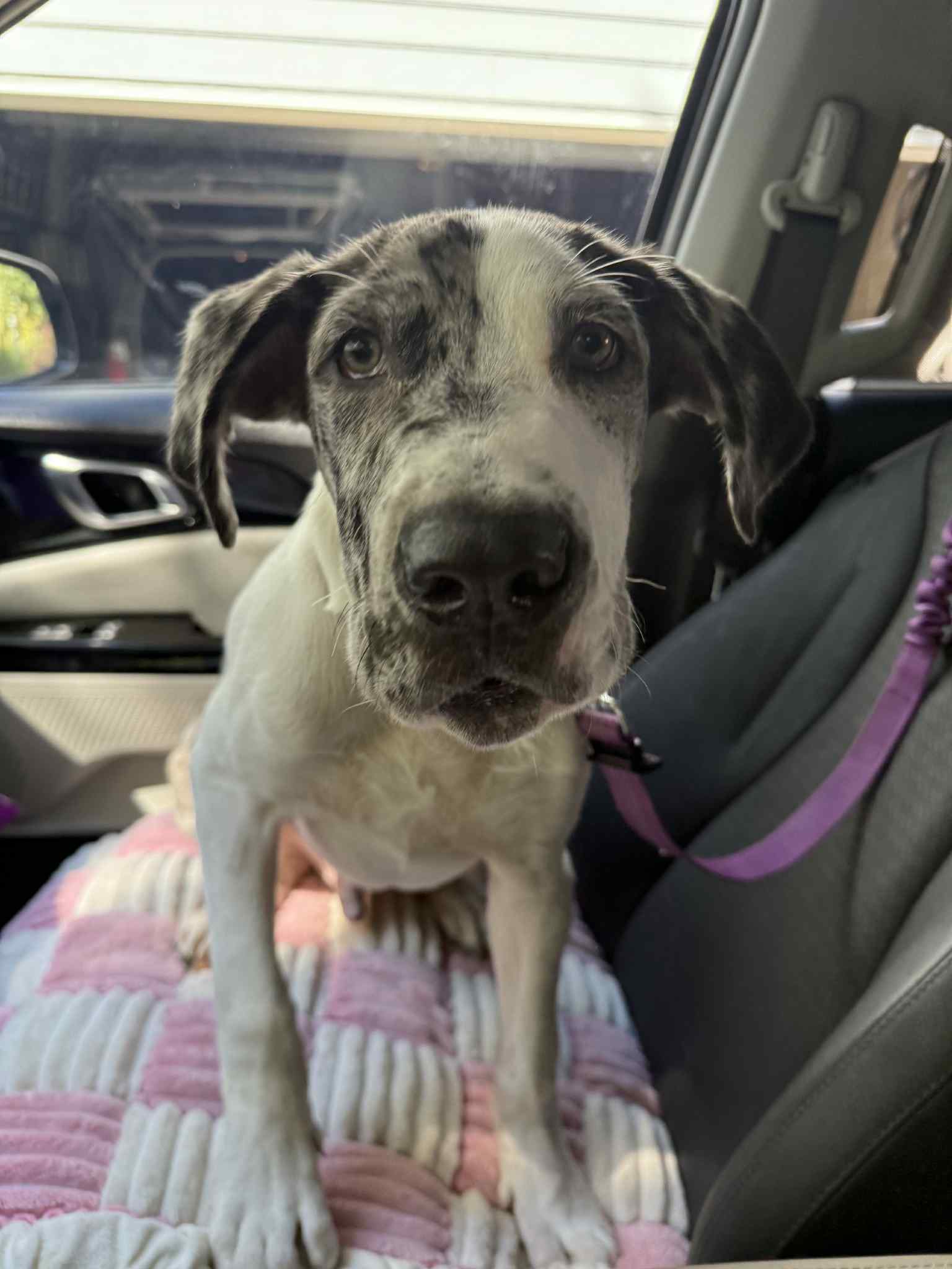 Great Dane Friends of... - Great Dane Friends of Ruff Love