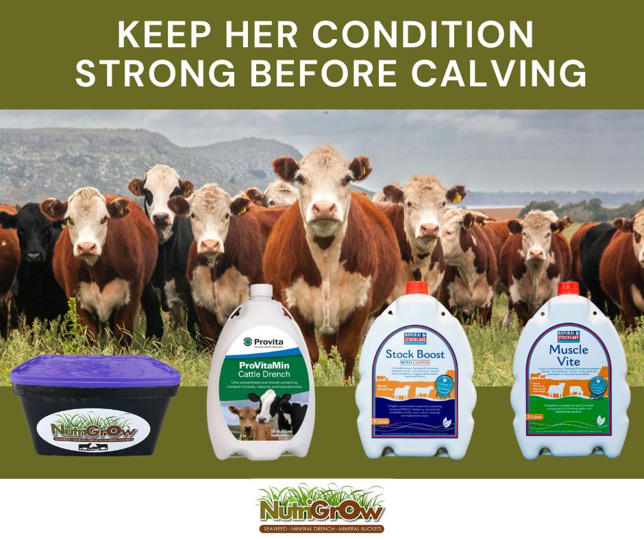 NutriGrow - 🍂 Autumn Calving Countdown: Nutrition Matters! 🍂 As calving ...