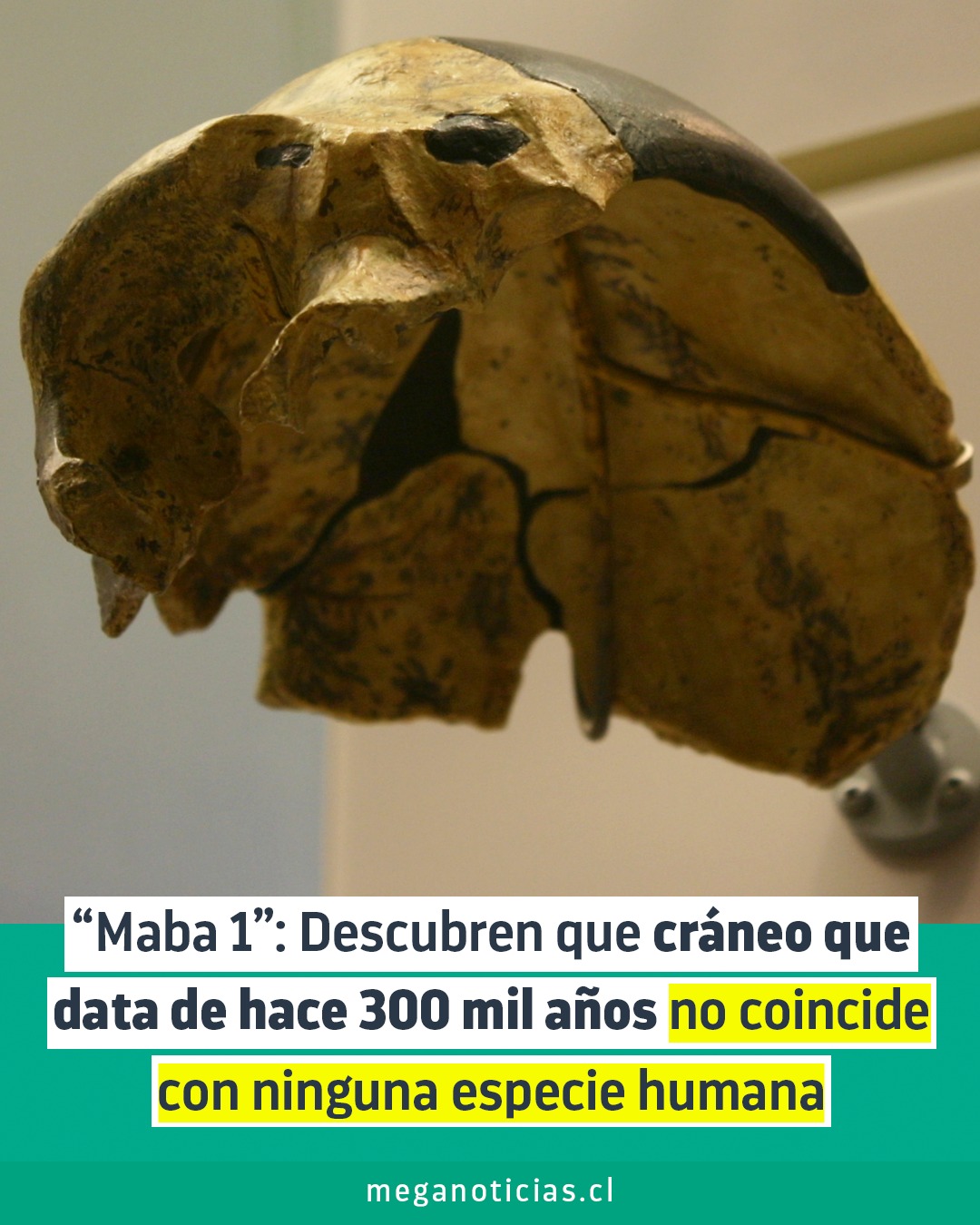 Meganoticias - ¿Lo conocías? 🤔 Maba 1 es un cráneo que data de hace ...