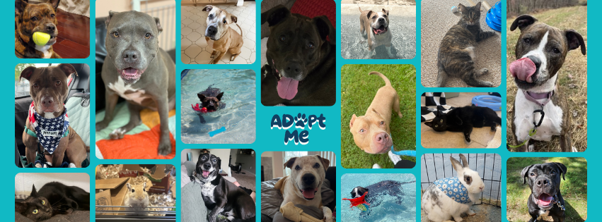 Animal Allies... - Animal Allies Rescue Foundation (AARF)