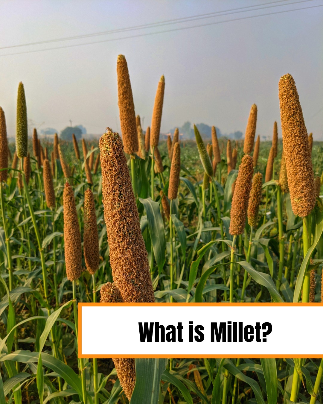 ZEGO - 🌾 Did you know millet is one of the most... | Facebook