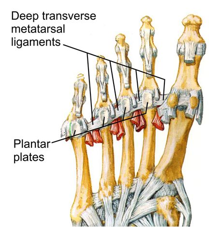 Kevin - The deep transverse metatarsal ligaments attach the medial and ...