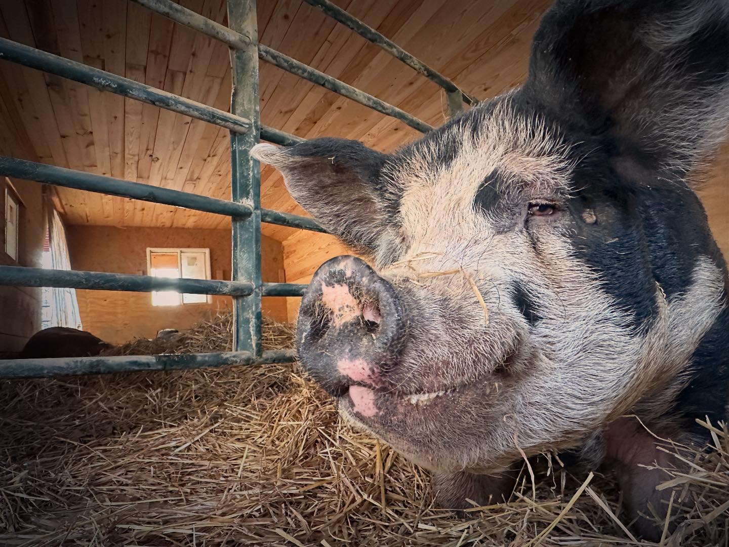 Odd - Ichabod is on “hospital vacation” while he heals from his hoof ...
