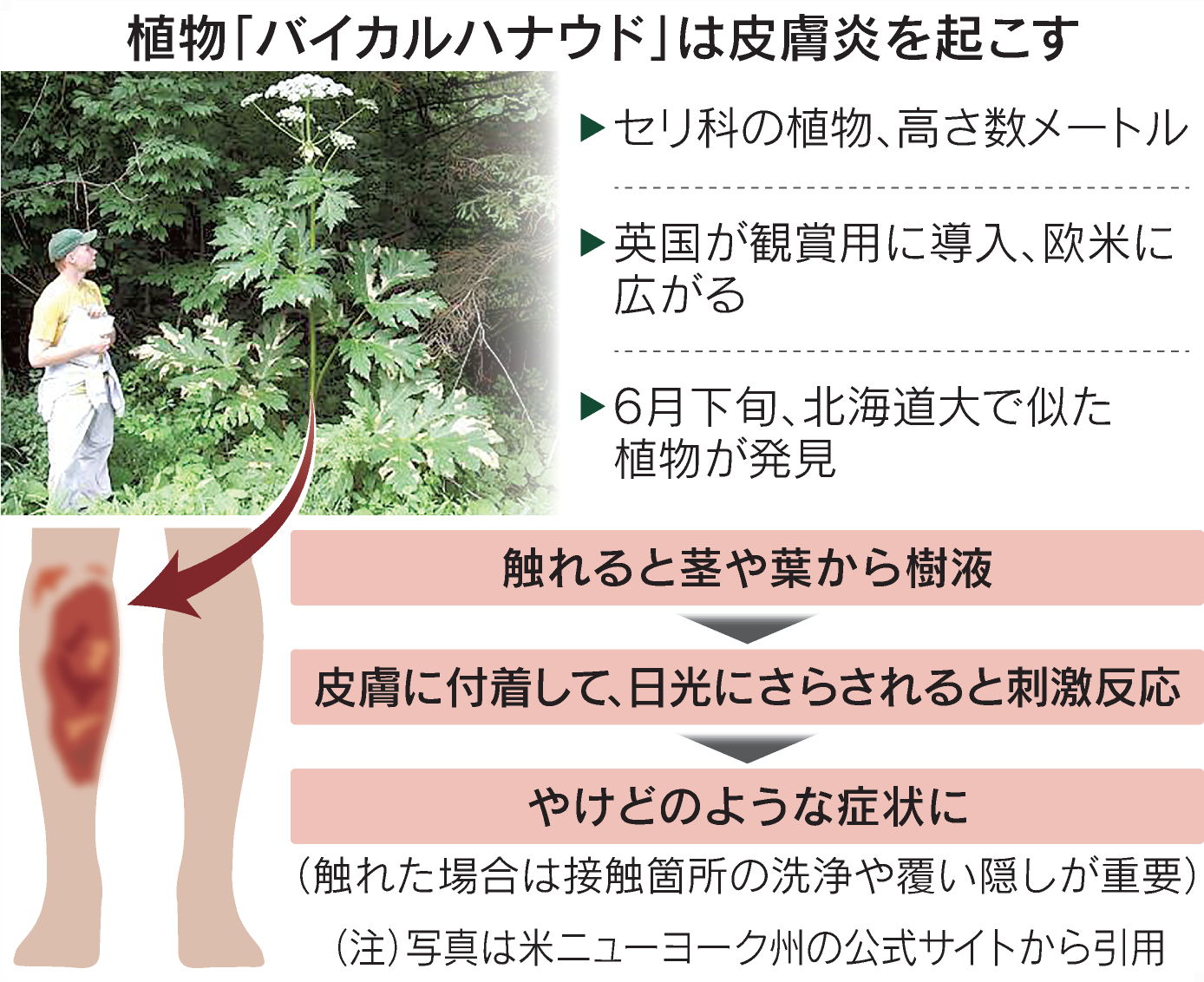 ジャイアント ホ グウィード