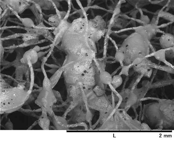 It’s National Professional... - Hitachi Electron Microscope | Facebook