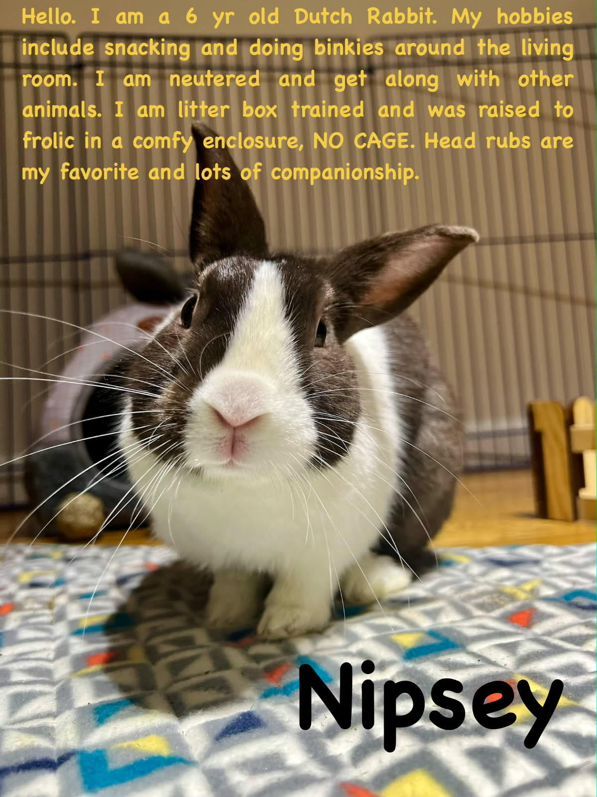 Friends - 🐰 BUNNY LOVERS — MEET NIPSEY! 🐰 This 6-year-old Dutch rabbit ...