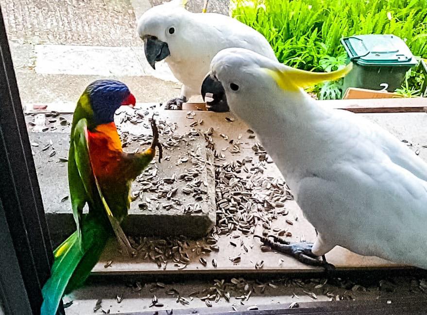 Cockatoo Wingtag - Big City Birds