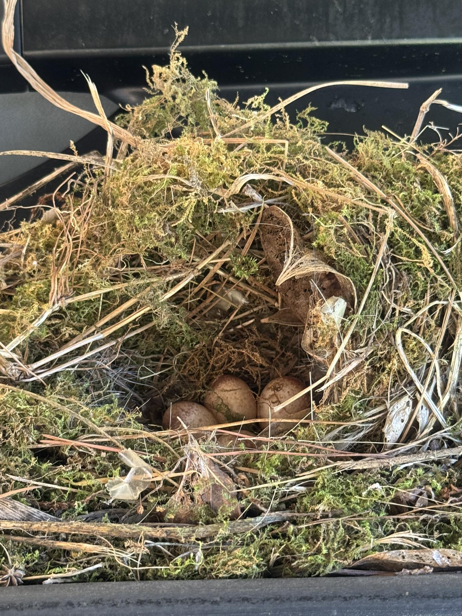 Sparrow nests in car air intake tubes