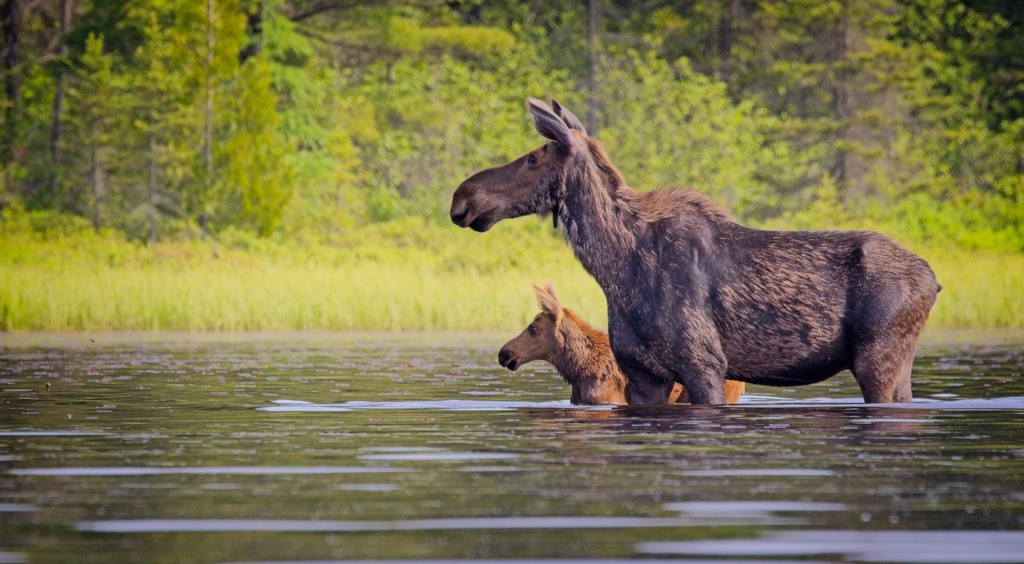 Fédératio... - Fédération québécoise des chasseurs et pêcheurs