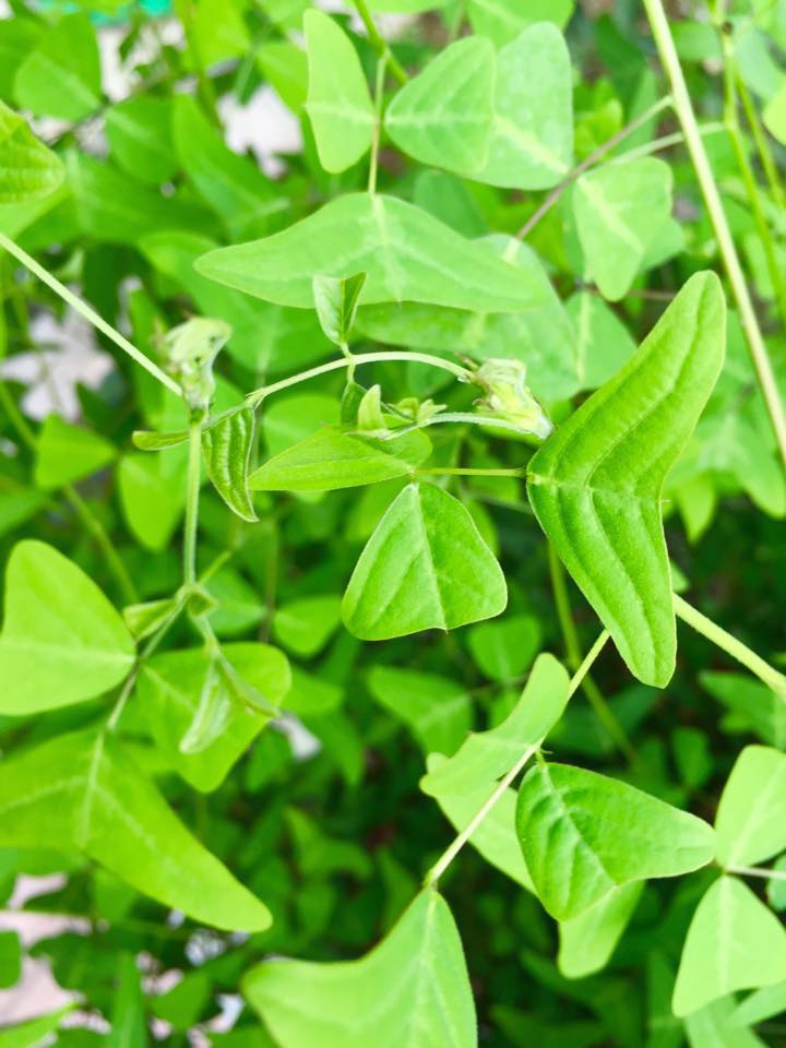 DAUN Rerama Ori