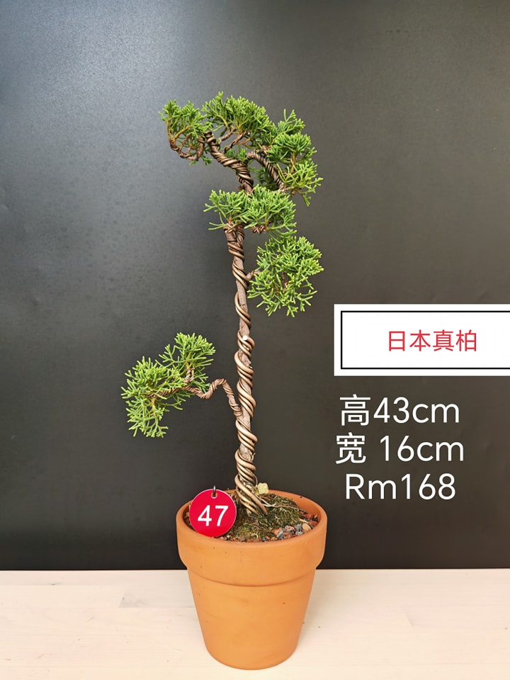 日本真柏扭曲的樹幹和精心修剪的技術是工匠們“匠心”的結晶。在眾多的真