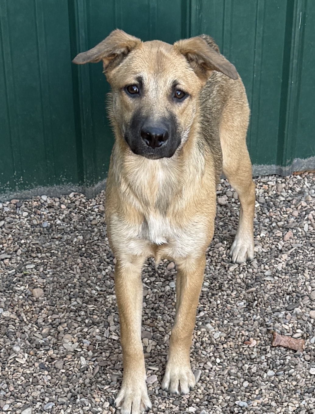 Battle - UP FOR ADOPTION!!Sugar is a Lab mix born on 5/5/2025. Loves to ...