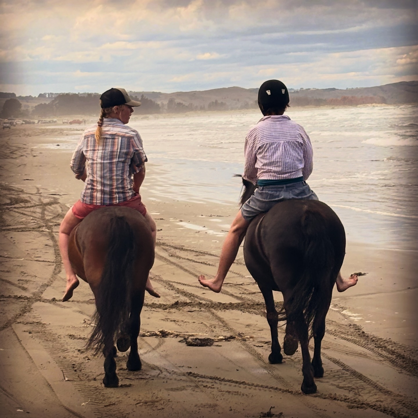 Shilstone Rocks Dartmoor Pony Stud - New Zealand | Central Hawke's Bay