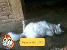 Jepara Meong Family
