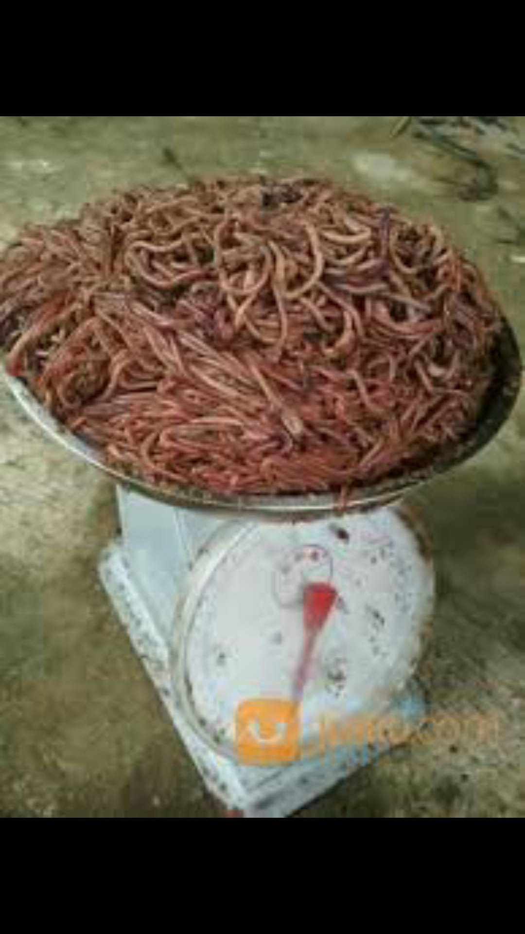 group jual cacing lumbricus rubellus (cacing tanah daerah Banyuwangi ...