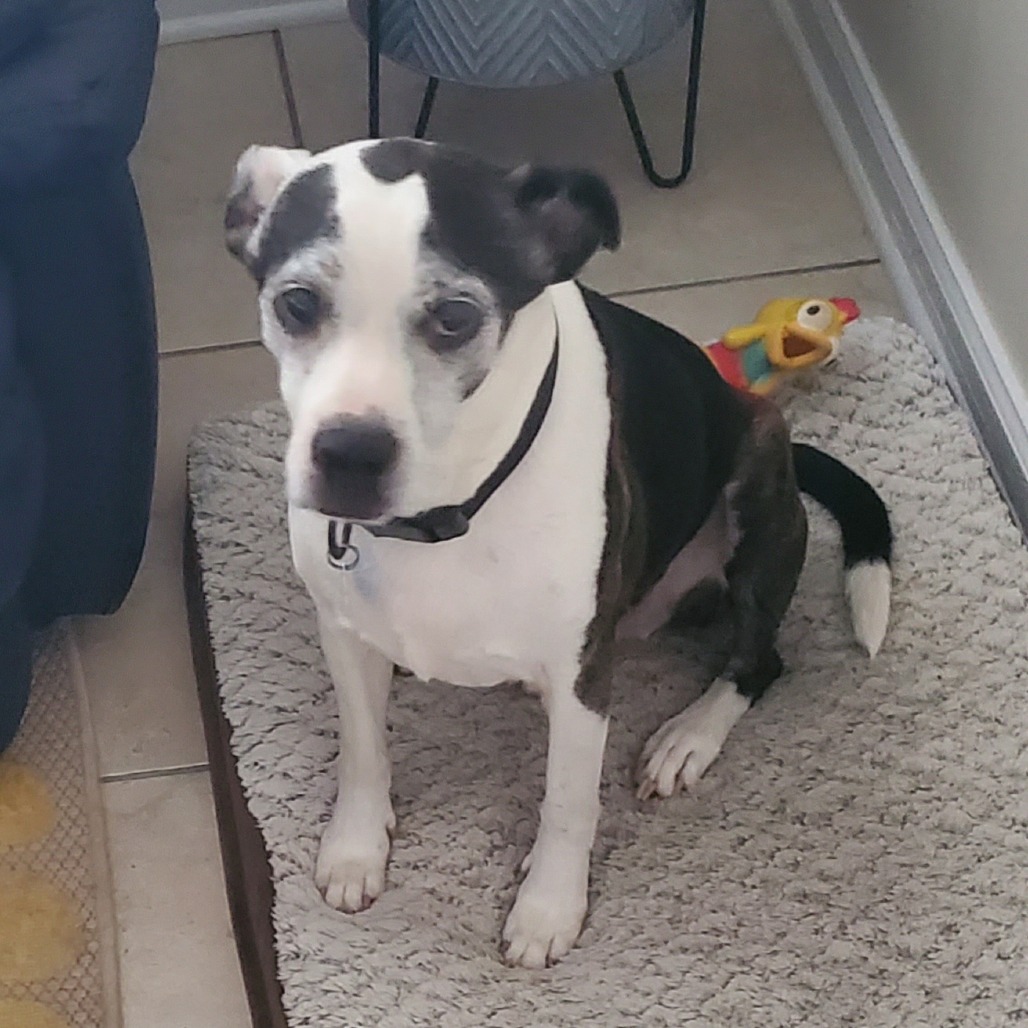 Alaqua Animal Refuge - { REFUGE ROUNDUP } Big girl Sheena is ready for ...
