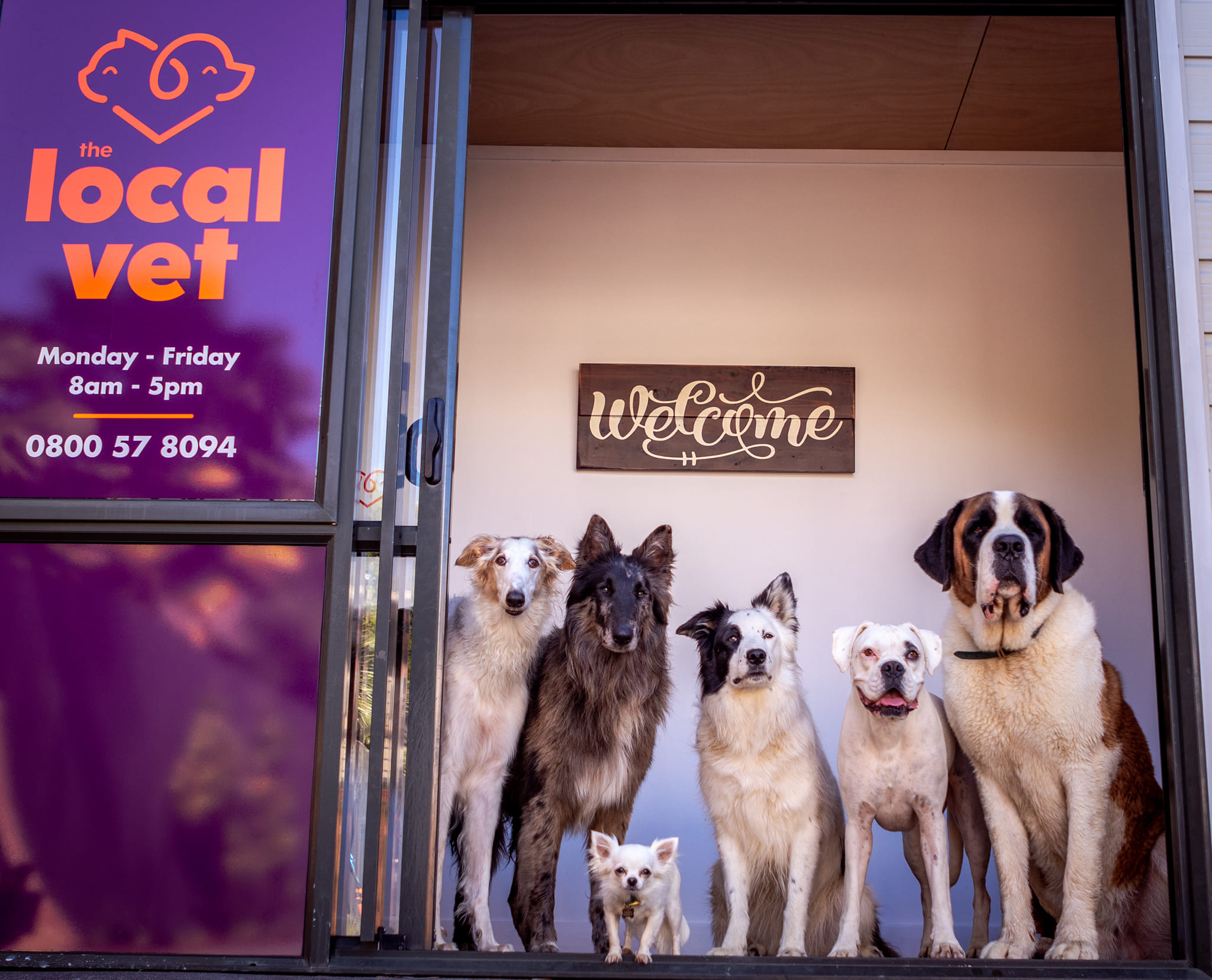The Local Vet | Auckland