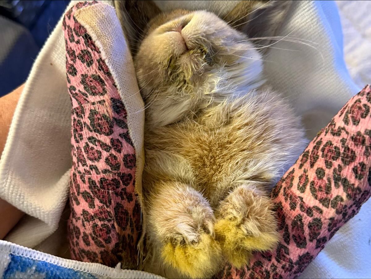 Bunny Bunch Rabbit Rescue... - Bunny Bunch Rabbit Rescue