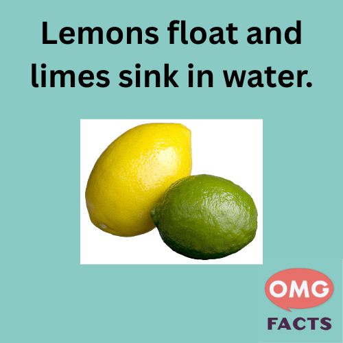 OMGFacts - Did you know that lemons float and limes sink primarily ...