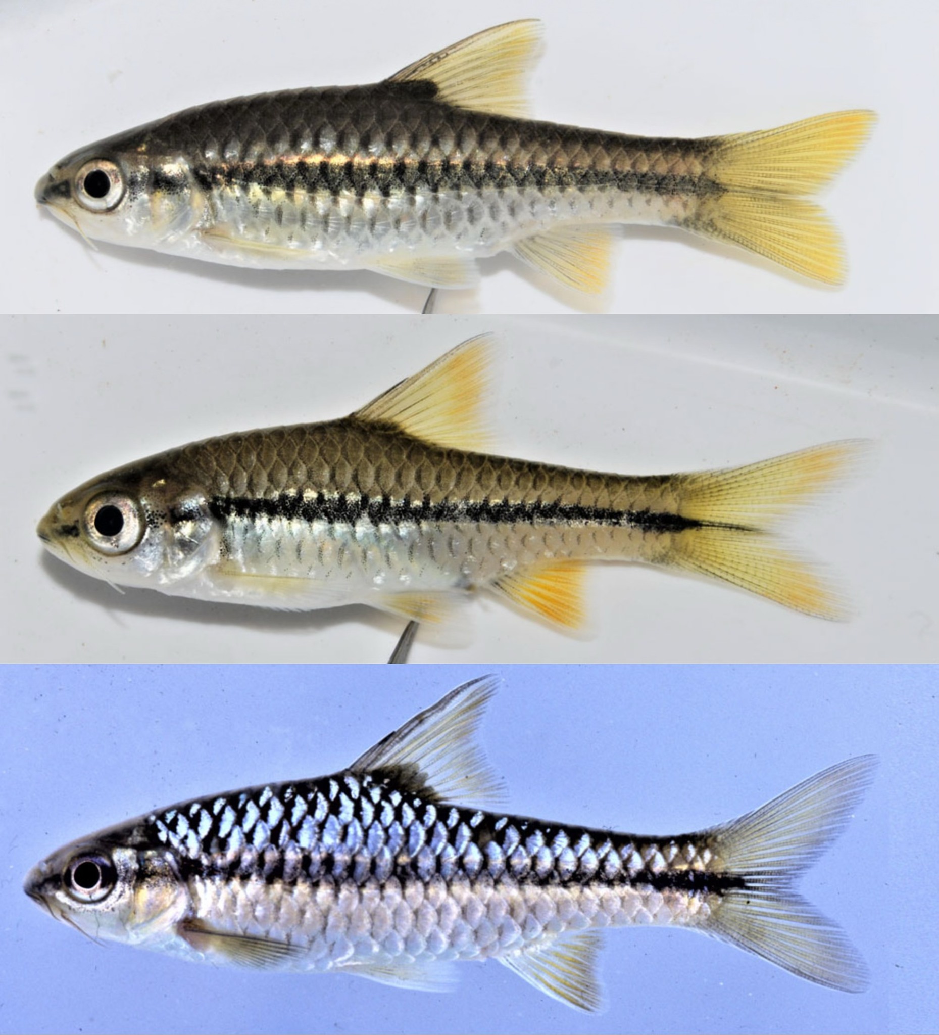 New species of smiliogastrin barbs discovered in southern Africa
