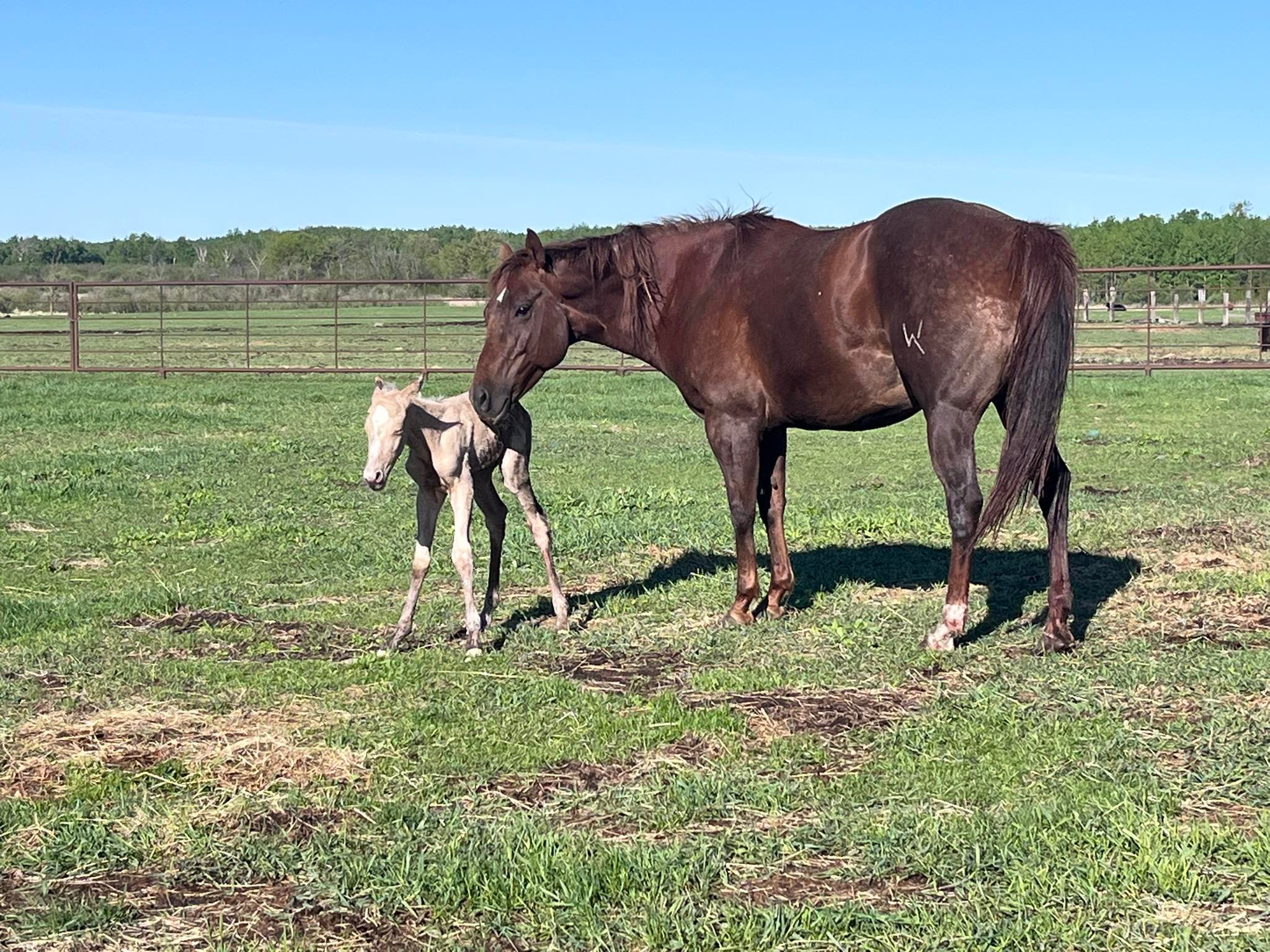 Big Rock Ranch | Hillman MN