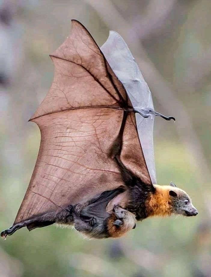 Amazing - The grey-headed flying fox (Pteropus poliocephalus) is ...