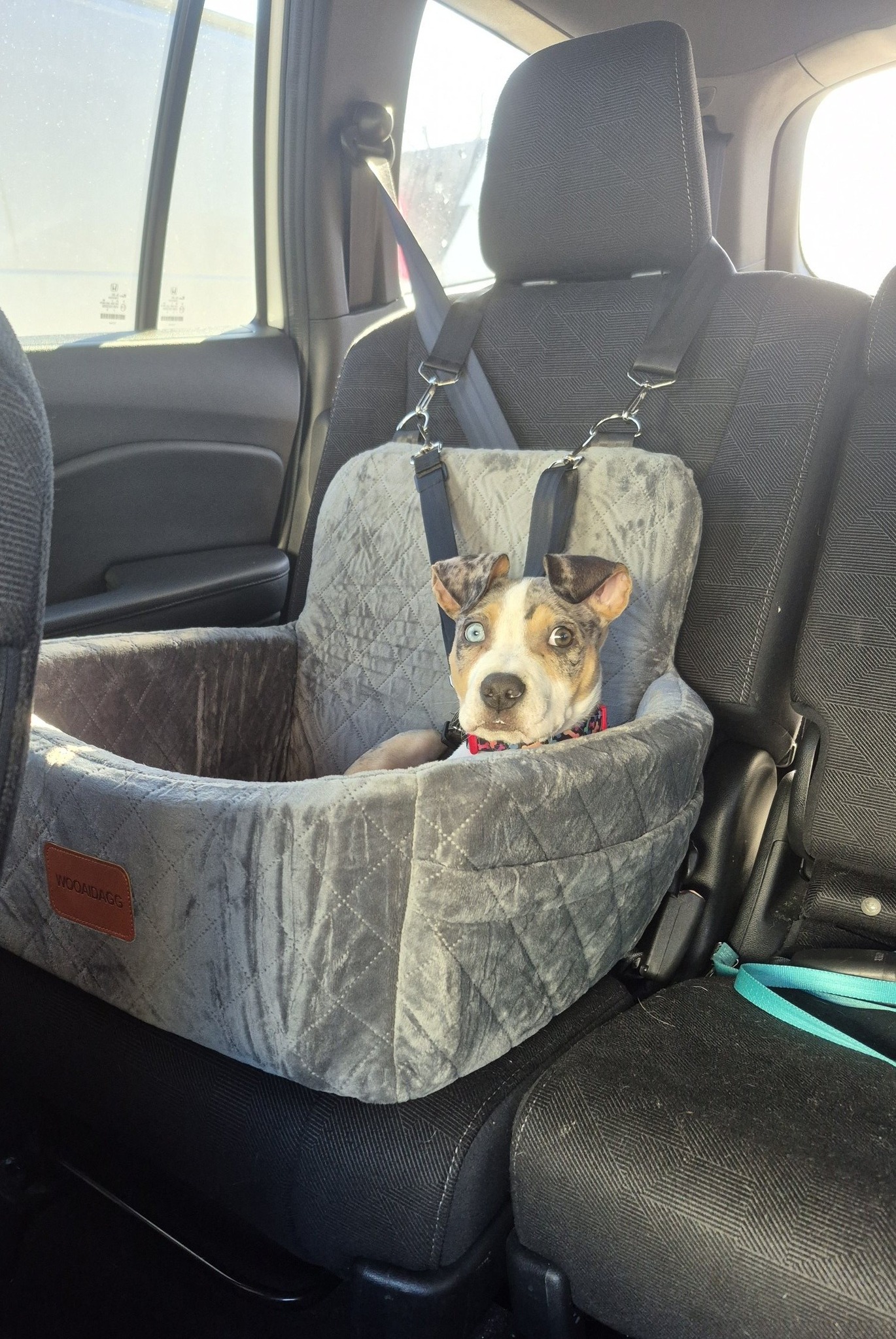 Safe Paws Iowa - 🍁 November adoption #12 Shep has found... | Facebook