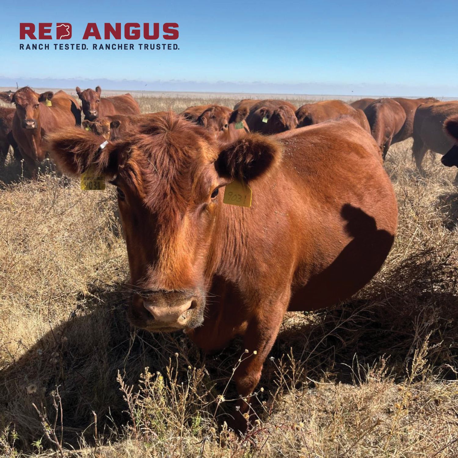 📸 Relive the Memories... - Red Angus Association of America | Facebook
