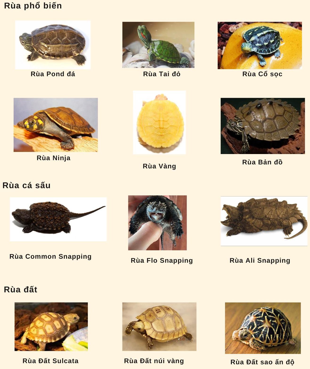 Chợ Rùa Nhà Tui - [Có thể bạn chưa biết] Tui là thành viên 
