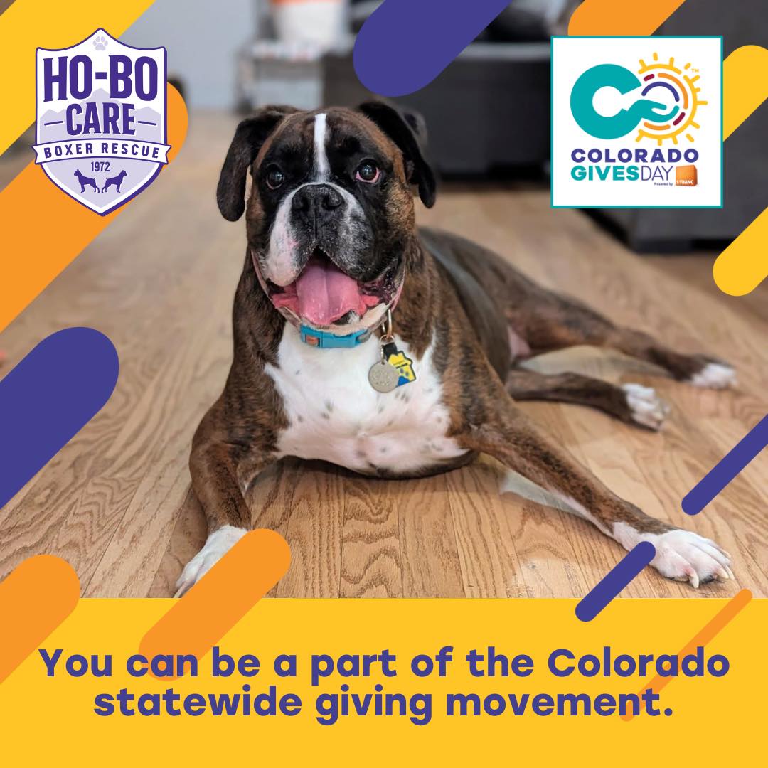 🧡🍂 As we head into Thanksgiving,... - Ho-Bo Care Boxer Rescue | Facebook