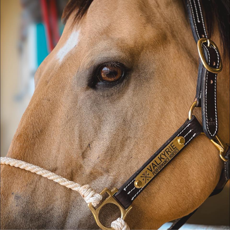 Valkyrie... - Valkyrie Performance Horses & Training
