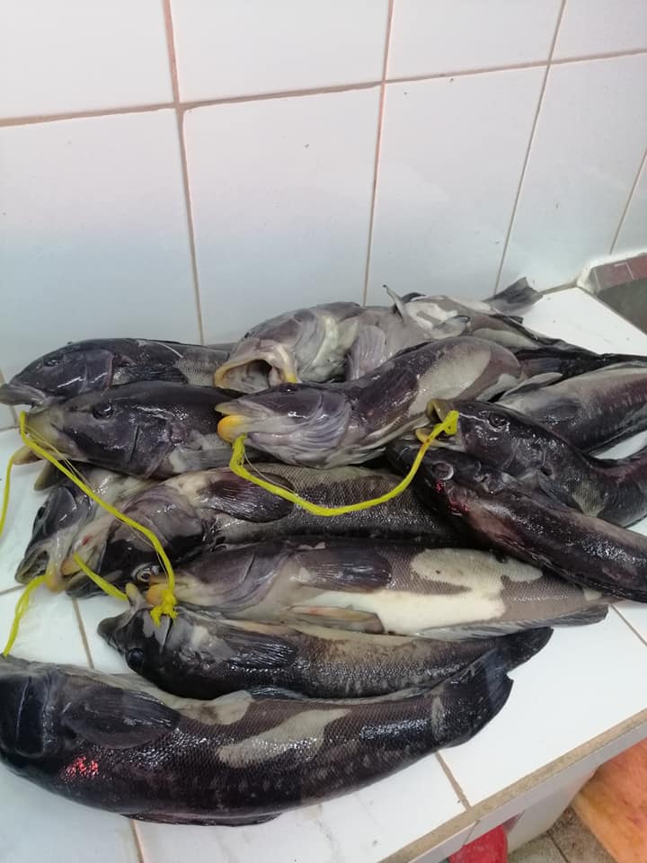 Bahia Salada Fish | Copiapó