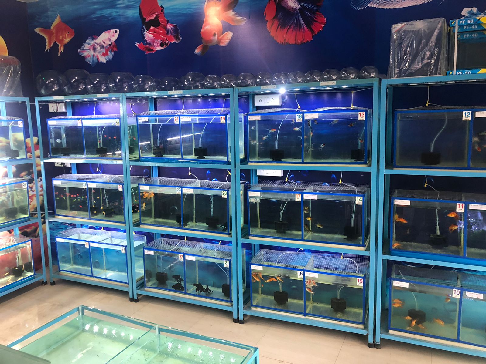 K K FISH HUB | Hoshiarpur