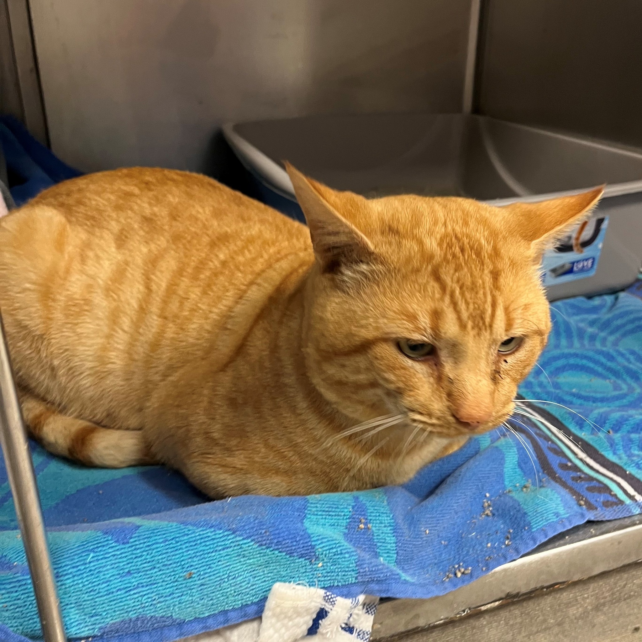 DuPage - **Update: My name is Caboodle and I'm now available for ...