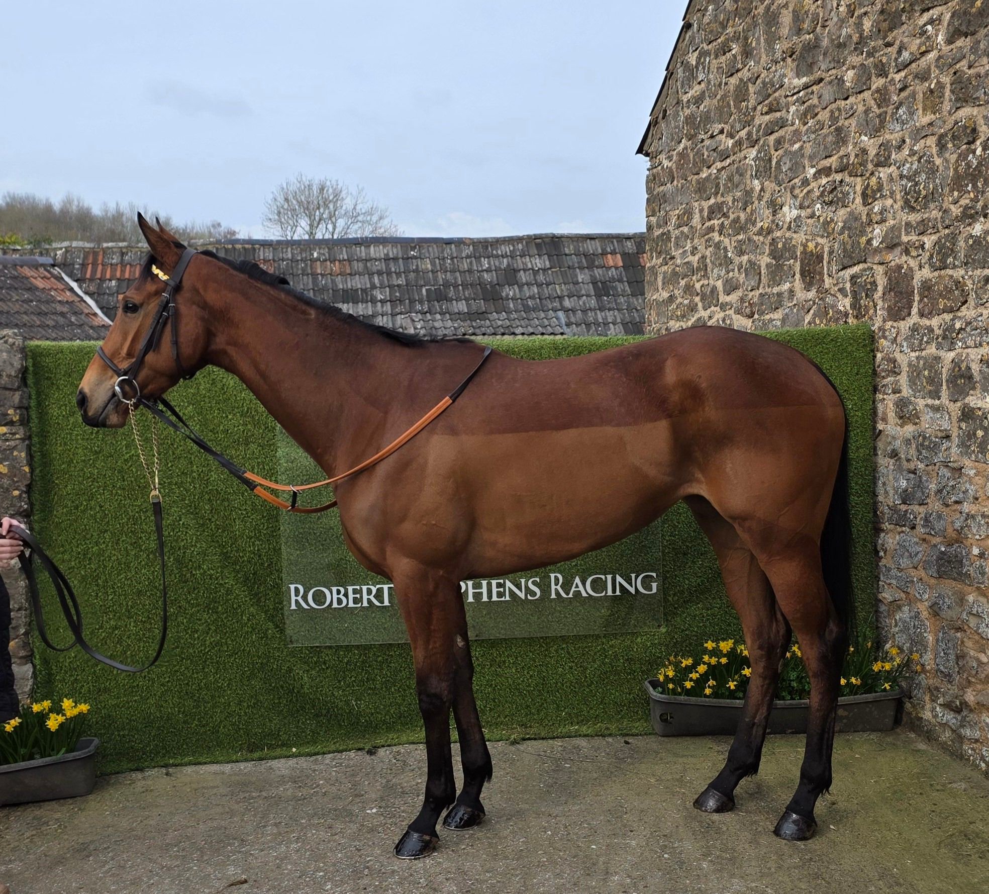 Robert - Short term ownership opportunity - Boubou Ever fancied owning ...