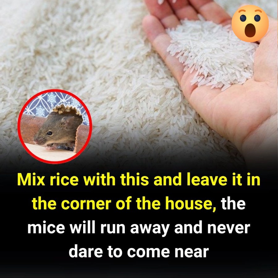 Feedy - Try This Simple Trick with a Bowl of Rice — No More Mice in ...