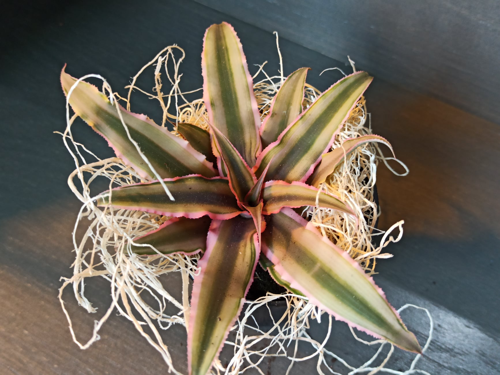 My humble, yet beautiful Cryptanthus Angel Dust.