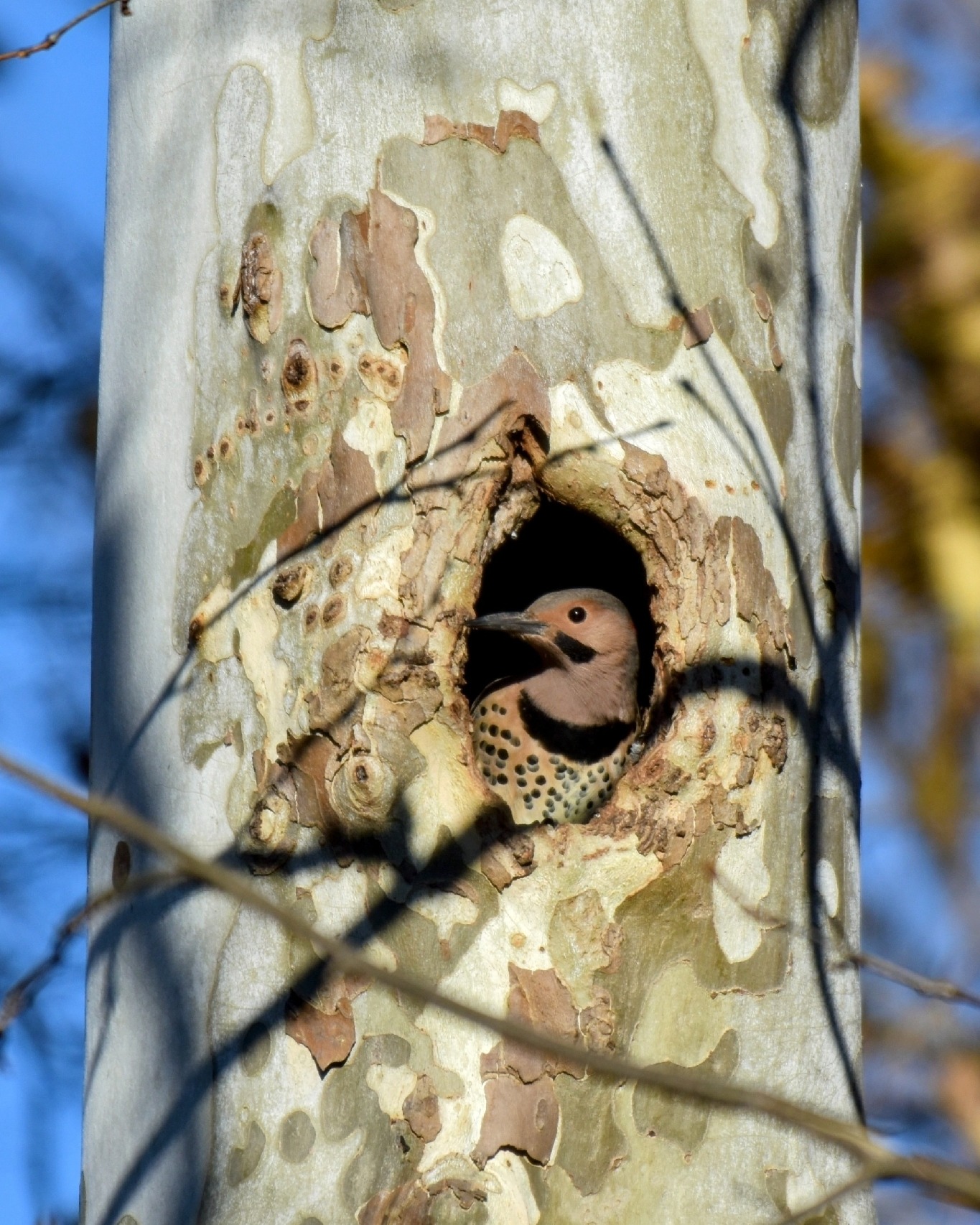 Maryland - Love this photo of a Northern Flicker spotted in a cavity in ...