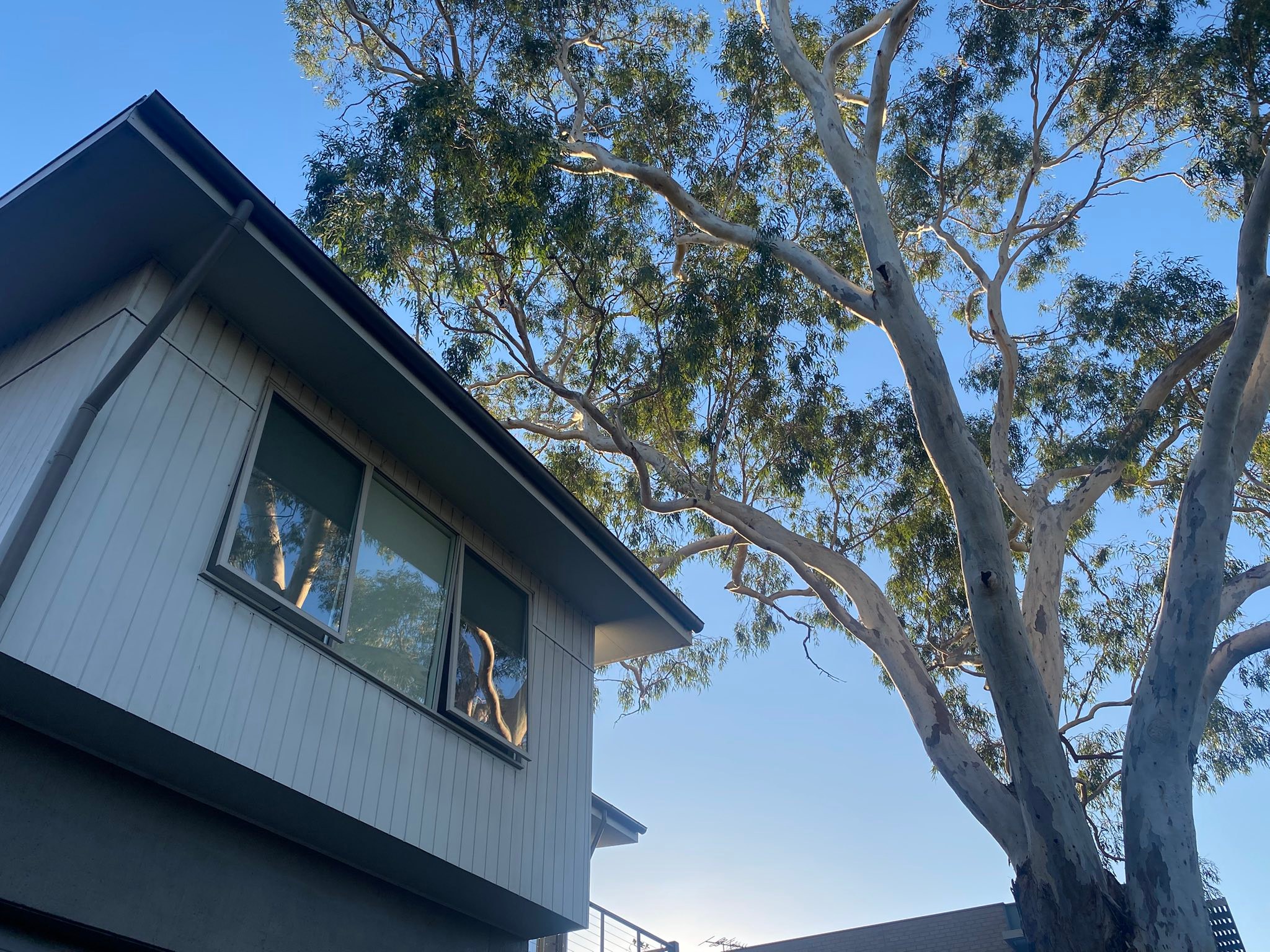 Royal Tree Services