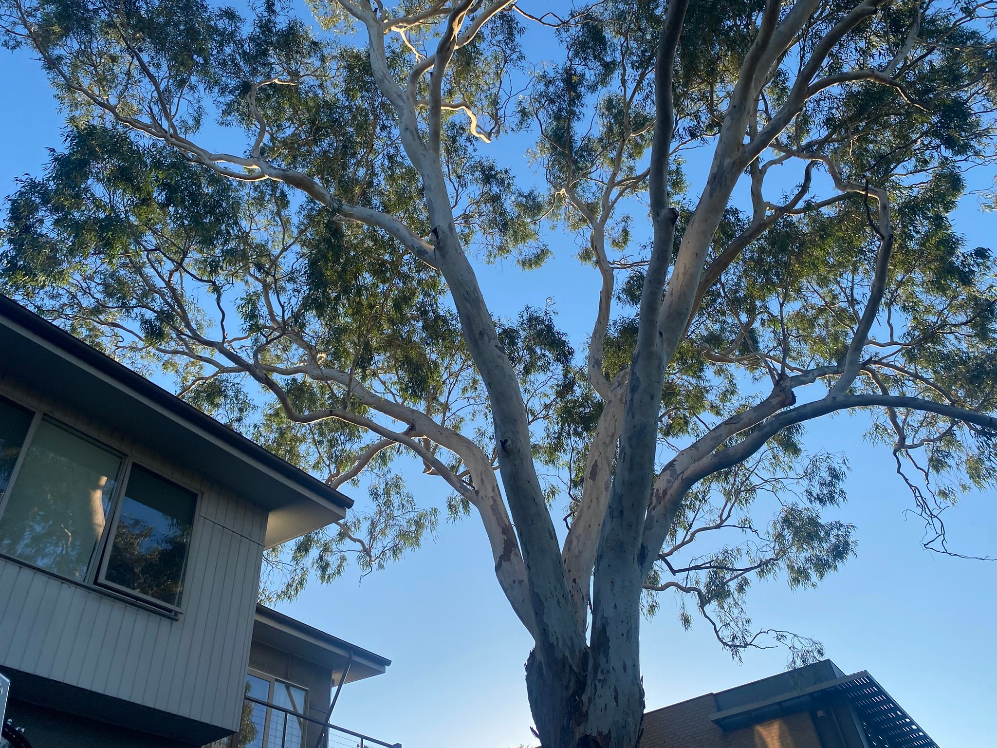 Royal Tree Services