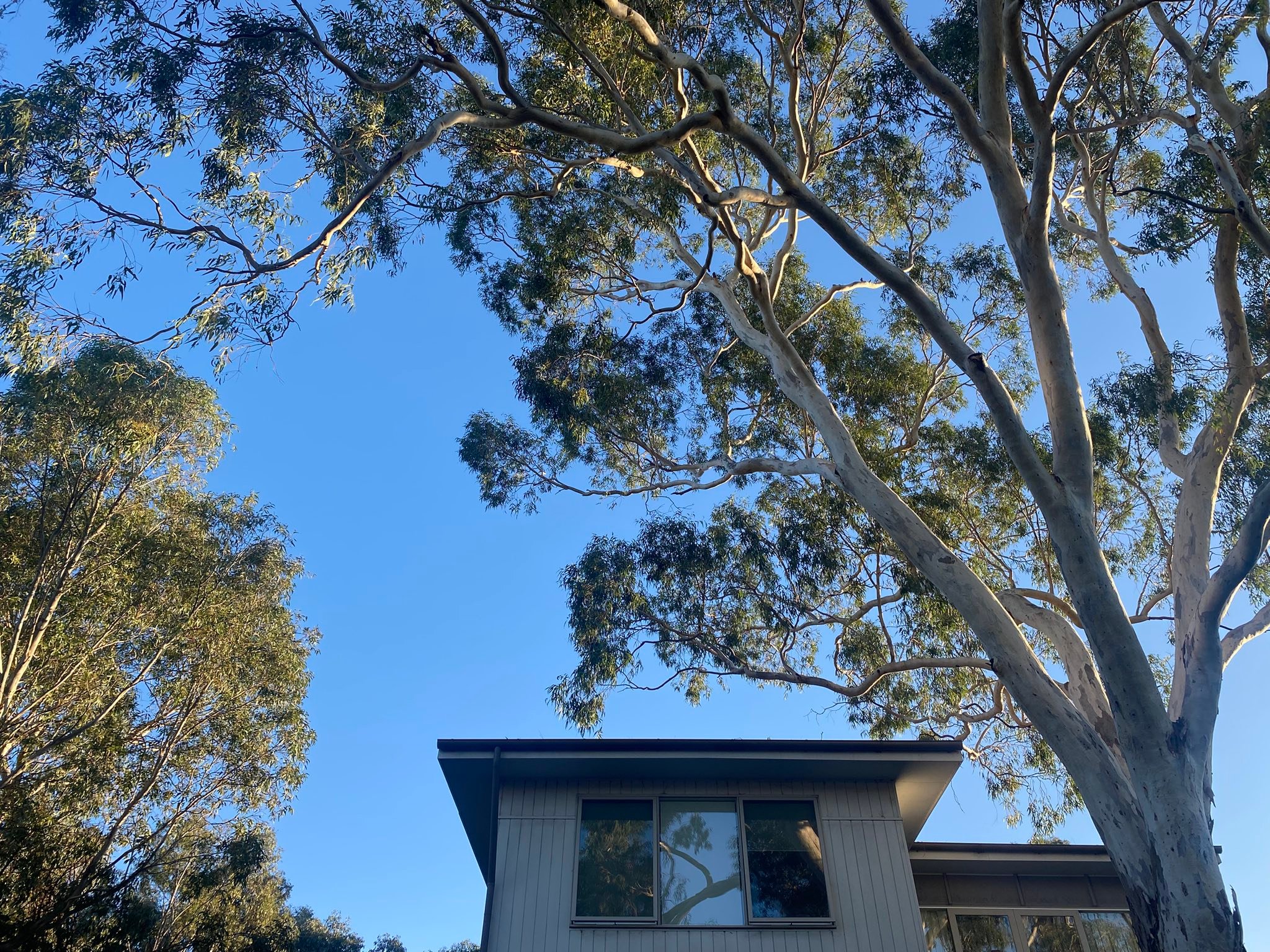 Royal Tree Services