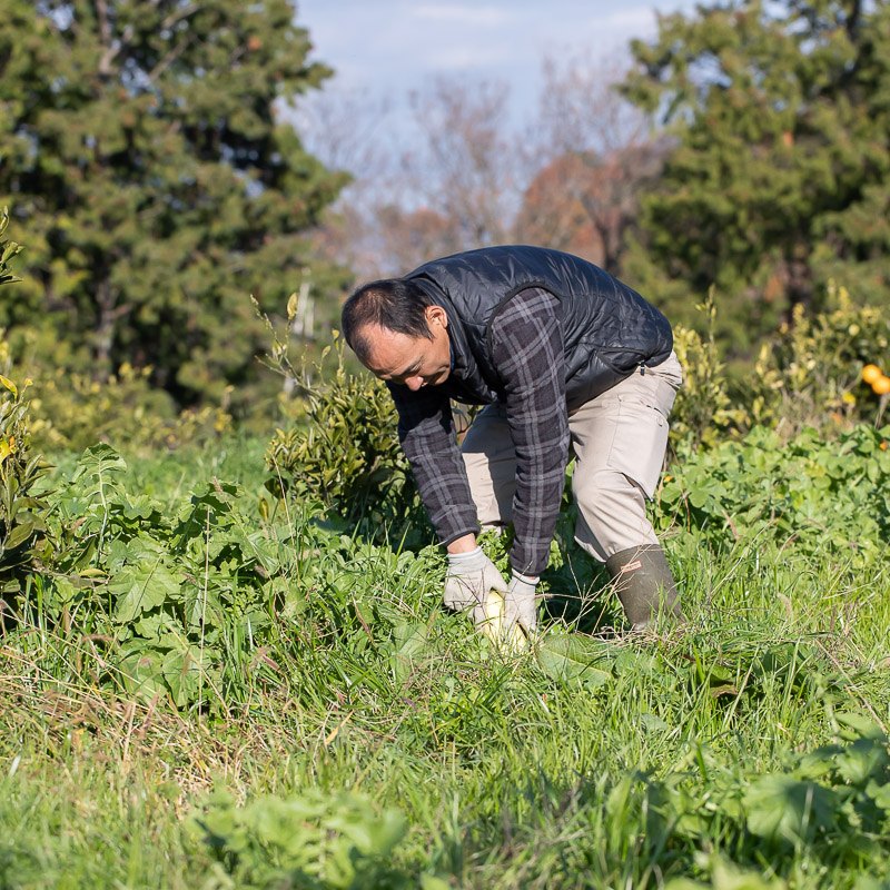 福岡正信自然農園