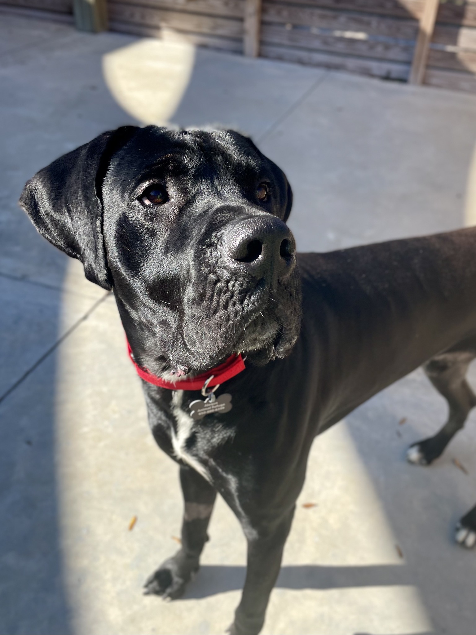 Alaqua Animal Refuge - { REFUGE ROUNDUP } Big girl Sheena is ready for ...