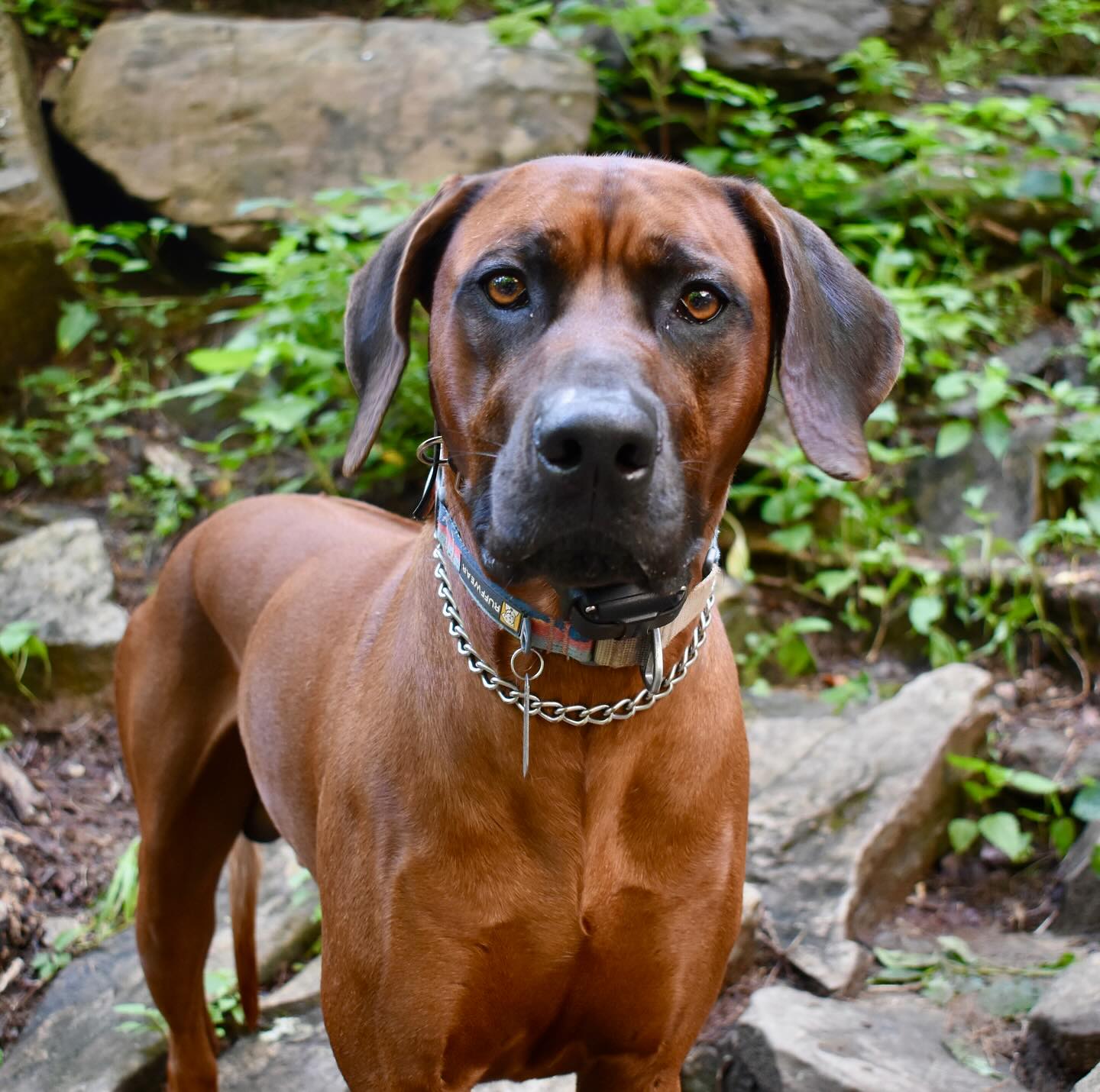 TS Ridgebacks