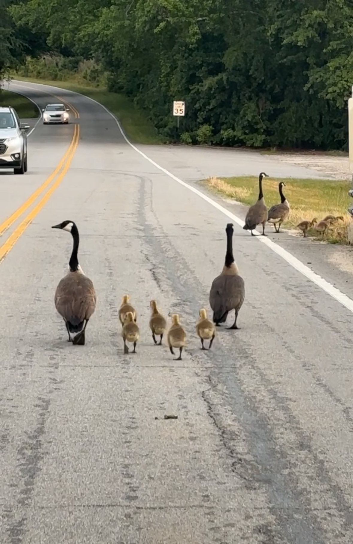 The People-Sentinel - Please use caution when driving around Lake Brown ...
