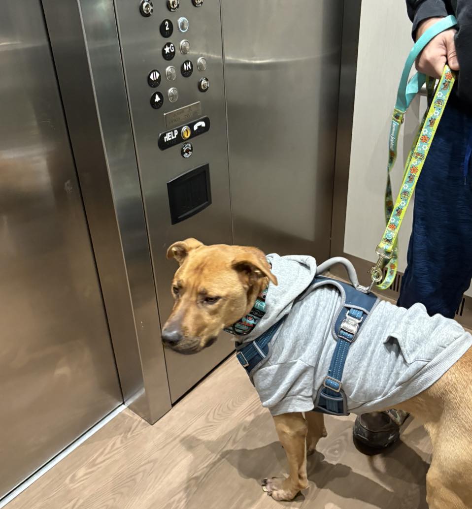 Pitiful Paws Rescue added a new photo. - Pitiful Paws Rescue