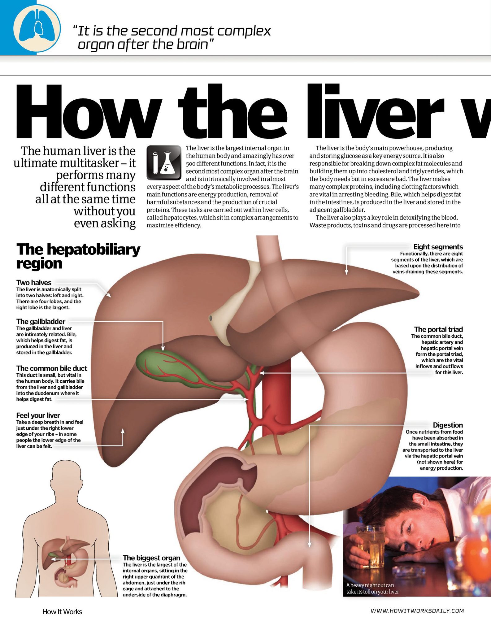 Ceres - How the Liver Works by HIW The Vital Organs. https://anatomy ...